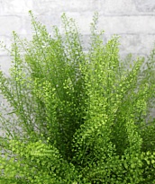 Тласпи Green Bell (К) дл.70 1уп