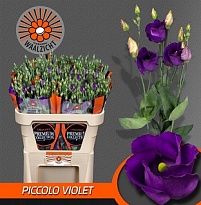 Эустома Piccolo Violet 10шт