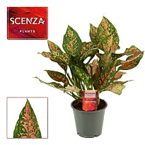 Аглаонема Уньямани d12 h35 10шт