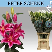 Лилия Or. Peter Schenk 4/5 10шт