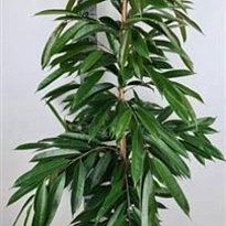 Фикус Амстел Кинг d27 h155 1шт