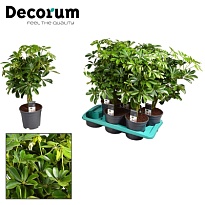 Шеффлера Компакта твист стем d19 h80 3шт