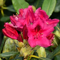 Рододендрон (Rhododéndron) Нова Зембла d23 h60 1шт