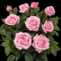 Роза Кордана Элизиум d10 h25 15шт