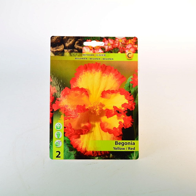 Бегония Криспа Маргината Жёлто-красная 5/6 2шт*