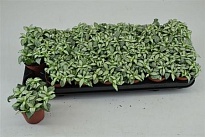 Фиттония Вайт Флейм d8 h10 21шт