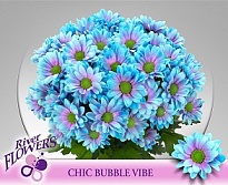Хризантема кустовая Chic Bubble Vibe (крашен) 5шт