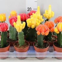 Гимнокалициум микс d8 h15 24шт