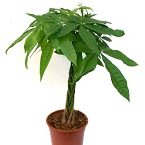 Пахира Твист Стэм d15 h50 6шт