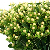 Гиперикум Coco Uno 10 шт