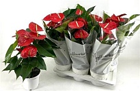 Антуриум Миннесота d17 h60 6шт