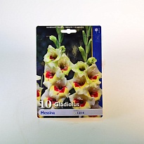 Гладиолус Мессина 12/14 7шт*