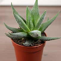 Хавортия Твистер d9 h15 12шт