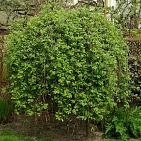 Ива (Salix) козья Килмарнок штамб 5л h160-170 1шт