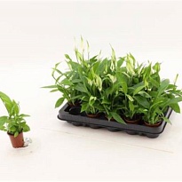 Спатифиллум Алана d6 h25 20шт