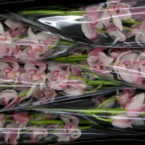 Орхидея Cymbidium Joal дл.80 *6 1шт