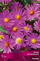 Астра кустарниковая Аннеке 1шт