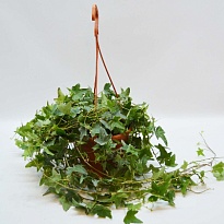 Хедера Хеликс Мона Лиза Ханг d19 h70 4шт