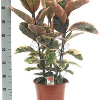 Фикус Белиз d14 h50 8шт