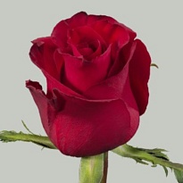 Роза AAA Roses Ever Red дл.40 10шт