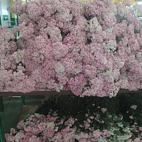 Райсфлауэрс пучок 200gr 1шт