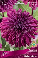 Георгина декоративная Лайлак Булл 1шт