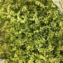 Лимониум China Summer 25 шт