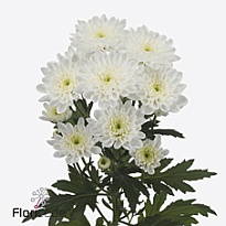 Хризантема кустовая Altaj Decorum (A) 5шт