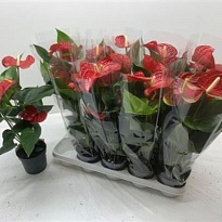 Антуриум Бамбино Ред d14 h50 4шт