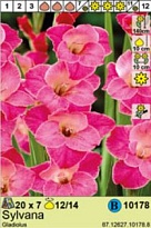 Гладиолус Сильвана 12/14 7шт*