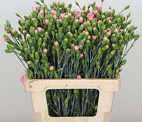 Гвоздика кустовая Pink Amelie 10шт (A)