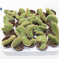 Кактус Вебербауэроцереус Джонсона Кристата d5 h10 20шт