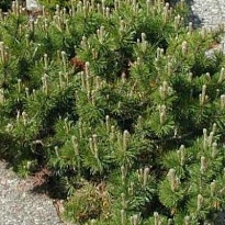 Сосна (Pinus) горная Пумило d14 h20 8шт