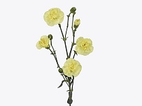 Гвоздика кустовая Pastis 10шт