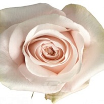 Роза Altas Cumbres Pomarosa дл.60 25шт