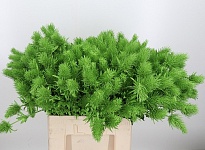 Эрингиум Alpinum Paint Green 10шт