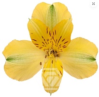 Альстромерия Tessa Sunny Lady дл.60 10шт