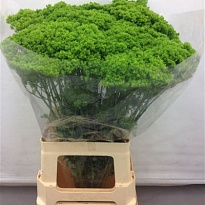 Трахелиум Briba Green 10шт