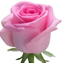 Роза Ревайвл одноголовая (МЦ) дл.60 20шт/уп