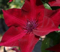 Клематис Перида крупноцв./Цв.Кор