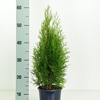 Туя (Thuja) западная Смарагд (KV) d15 h50-55 6шт