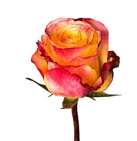 Роза Cantiza Hot Merengue дл.60 25шт