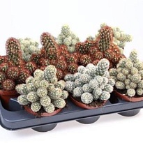 Кактус Маммилярия Элонгата d10 h15 12шт