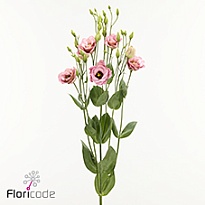 Эустома Elece Retro Pink 10шт