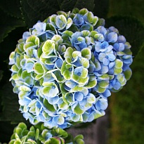 Гортензия Magical Revolution Blue дл.80 d18-20 1шт