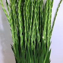 Гладиолус Essential 10шт