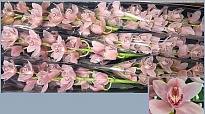 Орхидея Cymbidium California Delmonte дл.80 *6 1шт