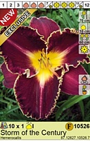 Лилейник Сторм оф зе Сенчури 1шт*