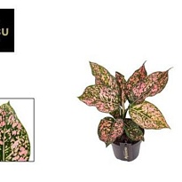 Аглаонема Пинк Долфин d12 h30 6шт