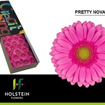 Гербера Pretty Nova 25 шт